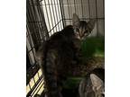 Adopt Marlo a Domestic Short Hair
