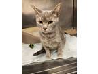 Adopt Faleen a Domestic Short Hair