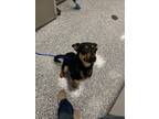 Adopt Macy a Mixed Breed