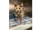 Adopt Hazel a Domestic Medium Hair