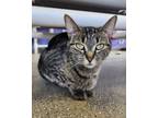 Adopt Nikki a Domestic Short Hair