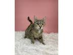 Adopt Pretty Penny a Domestic Short Hair