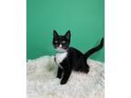 Adopt Elena a Domestic Short Hair