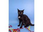 Adopt Skittish a Domestic Short Hair