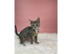 Adopt Chikery a Domestic Medium Hair, Domestic Short Hair