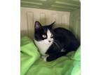 Adopt Lil Debbie a Domestic Short Hair