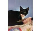 Adopt Bell a Domestic Short Hair
