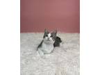 Adopt Cheesecorn a Domestic Short Hair