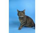 Adopt Aggie Lou a Domestic Short Hair