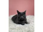 Adopt Icylyn a Domestic Short Hair