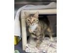 Adopt Molly a Domestic Short Hair