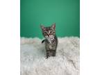 Adopt Junie B a Domestic Short Hair