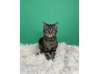 Adopt Bobbie a Domestic Short Hair