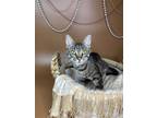 Adopt Lilac a Domestic Short Hair