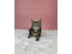 Adopt Marbles a Domestic Short Hair