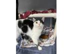 Adopt Viv a Domestic Short Hair