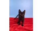 Adopt Gretel a Domestic Short Hair