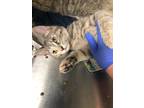 Adopt Boba a Domestic Short Hair