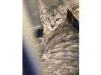 Adopt Fruit a Domestic Short Hair