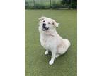 Adopt Ghost a Great Pyrenees, Mixed Breed