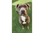 Adopt Queen a Pit Bull Terrier