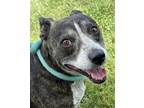 Adopt Athenia* a Pit Bull Terrier, Dachshund