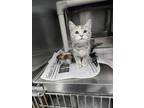 Adopt Sweetie a Domestic Short Hair