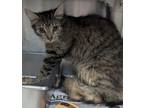 Adopt Honey Dazzle a Domestic Medium Hair, Domestic Short Hair