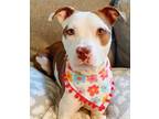 Adopt Marbella(Zelda)* HW(-) SPONSORED ADOPTION FEE a Pit Bull Terrier
