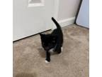 Adopt ZZ a Domestic Short Hair