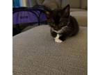 Adopt Stache a Domestic Short Hair