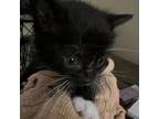 Adopt Grita a Domestic Short Hair