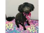 Adopt Pippi a Standard Poodle, Australian Shepherd