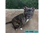 Adopt Bella a Pit Bull Terrier