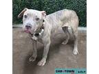Adopt Chi a Pit Bull Terrier