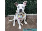 Adopt Fae a Pit Bull Terrier