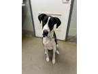 Adopt Medusa/Lady/Luna a Great Dane, Labrador Retriever