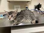Adopt Green Bean Catserole a Domestic Short Hair