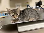 Adopt Spicy Beef Purrito a Domestic Short Hair