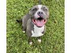 Adopt Twigg a Pit Bull Terrier, Mixed Breed