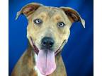 Adopt Dolly Parton a Mixed Breed