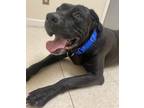 Adopt Delilah a Cane Corso