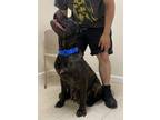 Adopt Selena a Cane Corso