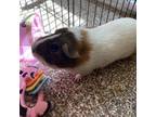 Adopt Potato w/Lucky a Guinea Pig