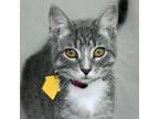 Adopt Cleopatra a Domestic Short Hair