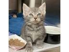 Adopt Davie a Domestic Short Hair