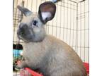 Adopt 44501 - Chocolate a Holland Lop
