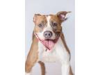 Adopt Auntie a Mixed Breed
