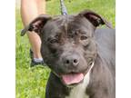 Adopt Pippi a Pit Bull Terrier, Mixed Breed