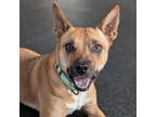Adopt Ivy a Mixed Breed, Cattle Dog